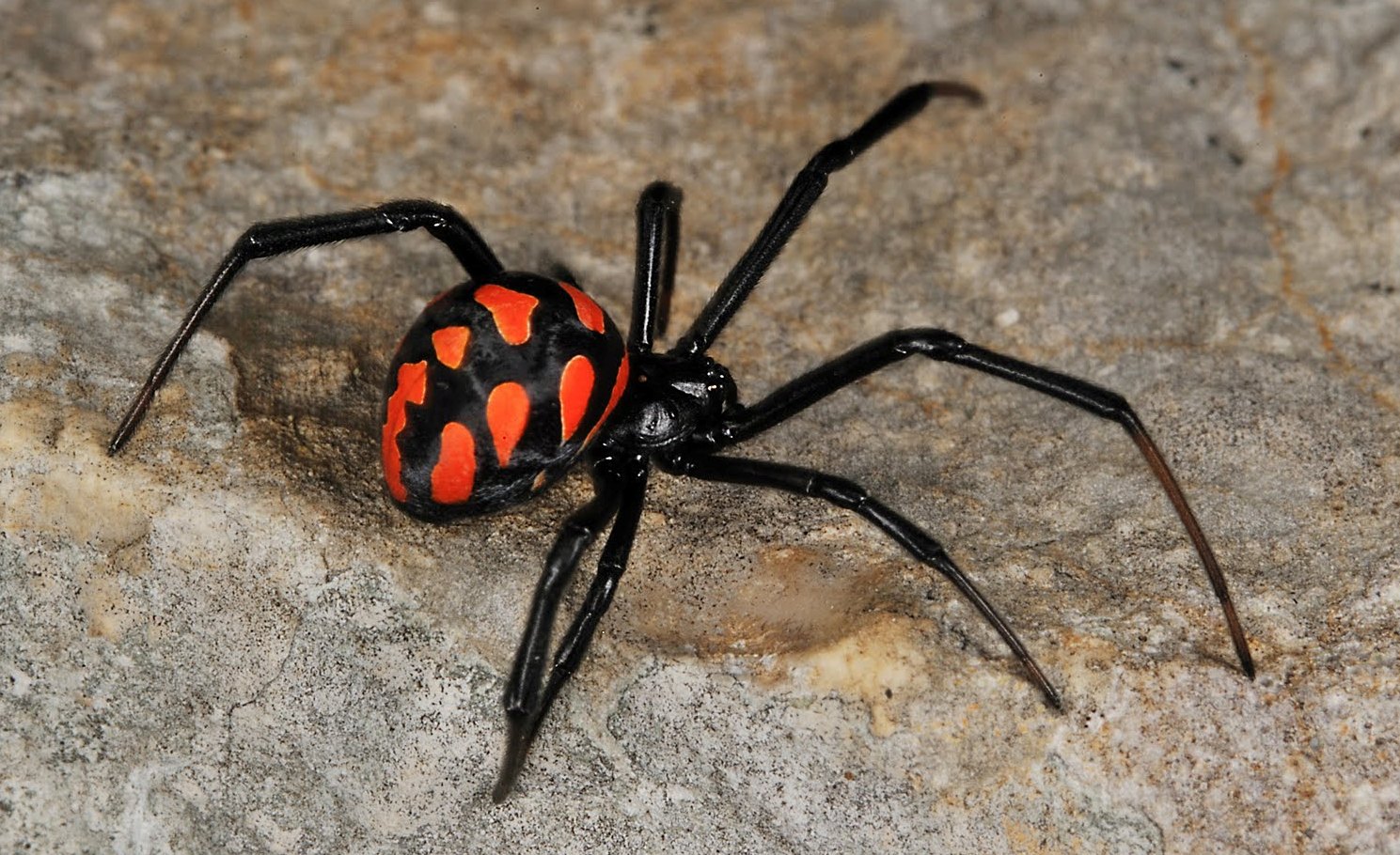 Самый опасный паук в мире